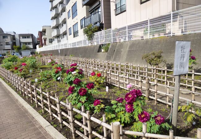 大横川から牡丹町公園にかけて広がる細長い公園