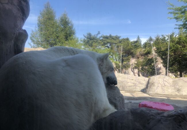 安くていい動物園です。