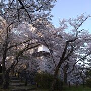 桜がきれいでした