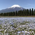 富士山を背景にチューリップ畑やネモフィラ畑が広がっています