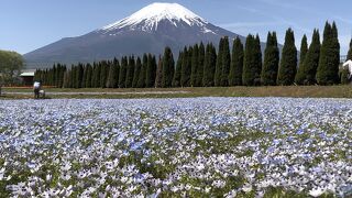 富士山を背景にチューリップ畑やネモフィラ畑が広がっています