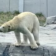 シロクマが人気。