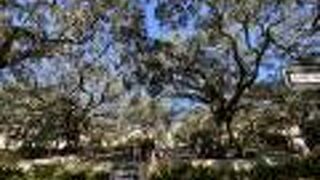 チッペワ スクエア