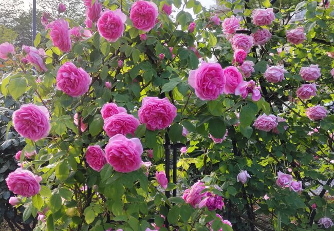 ローズガーデン