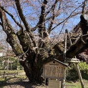 日本最古級の古い、そして幹が太いソメイヨシノ。