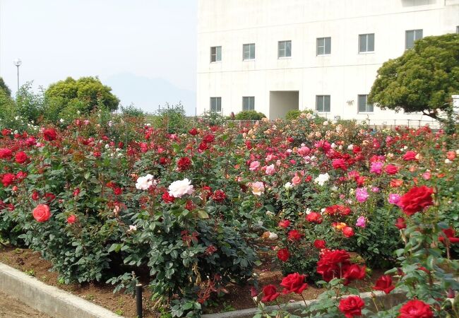 100種類のバラが鑑賞できる市民花壇