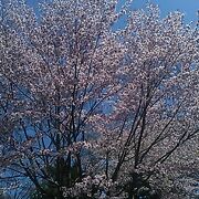 2023年の桜は開花が早かったです