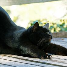 福石猫神社で日向ぼっこする黒猫