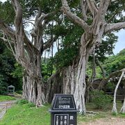 海岸線沿いのガジュマル