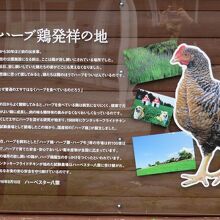 以前、このあたりで放し飼いだった鶏がハーブ鶏になった由来説明