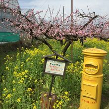 御坂農園グレープハウス