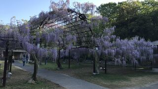 和気町藤公園