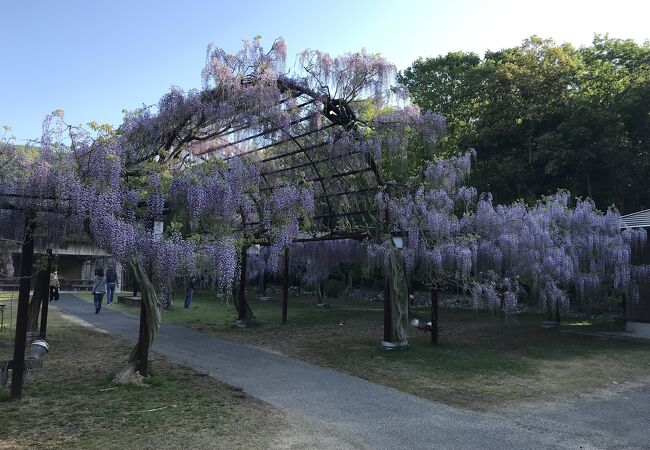 全国から集めた約100種類の藤