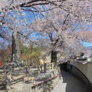 八重枝垂桜が美しい　展望台からの眺めも抜群