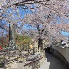 三の丸門横　桜が散りかけ