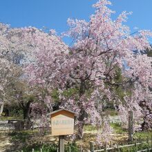 美しい八重枝垂桜