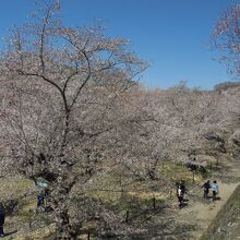 本丸跡西の馬場　昼近くになると花見客でいっぱい