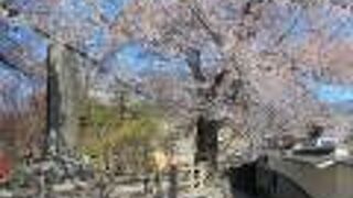 八重枝垂桜が美しい　展望台からの眺めも抜群