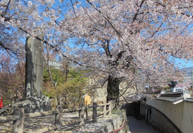 八重枝垂桜が美しい　展望台からの眺めも抜群