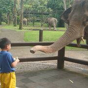 朝から象さんの生活を観察！ライドも楽しみました