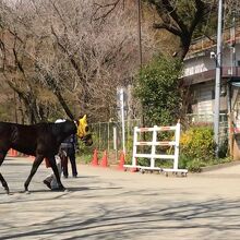 小林牧場