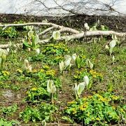 行けるのは5月から