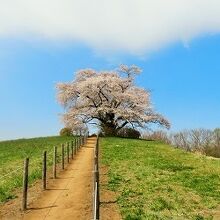 為内の一本桜