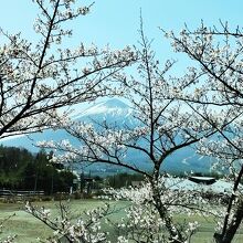 桜と雪の回廊