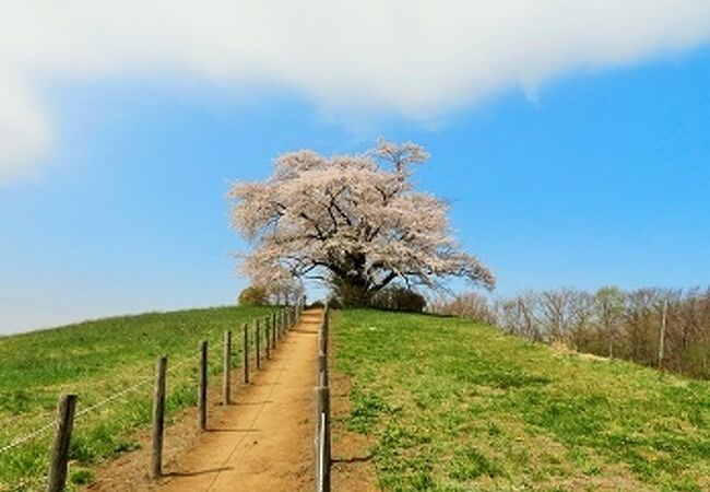 見ごたえあります