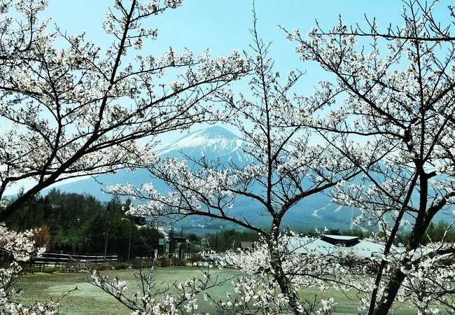 桜と雪の回廊