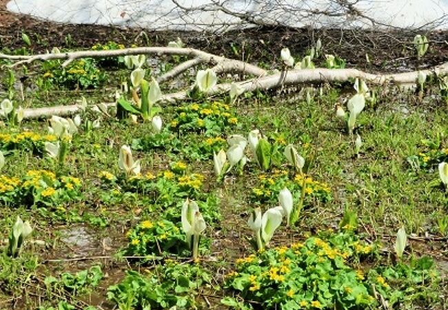 行けるのは5月から