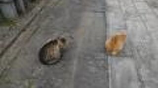 境内に二匹の猫が、ちょこんと同じポーズで座っていました。