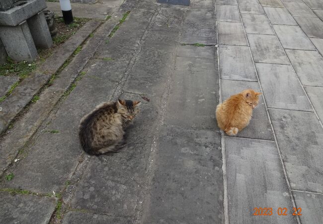 境内に二匹の猫が、ちょこんと同じポーズで座っていました。