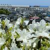 糸魚川市街地を一望