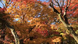 紅葉時期の鮮やかなグラデェーション
