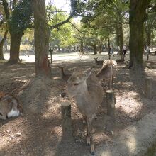 奈良の鹿（春日大社参道）