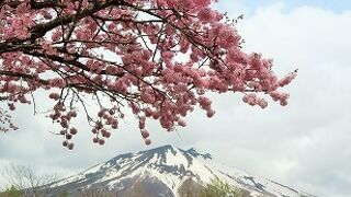 桜の絶景