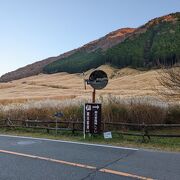 秋の仙石原、夕日に染まる所を見たかった。紅葉時期の週末、かなり混んでいた