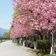 盛岡城跡公園　　八重桜は満開です。