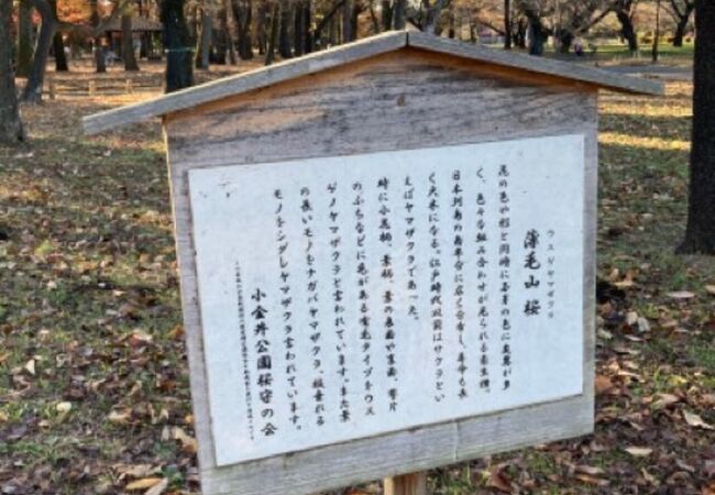 武蔵野の自然残る公園