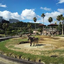 サファリバスから見る草食動物