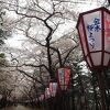 金木桜まつり