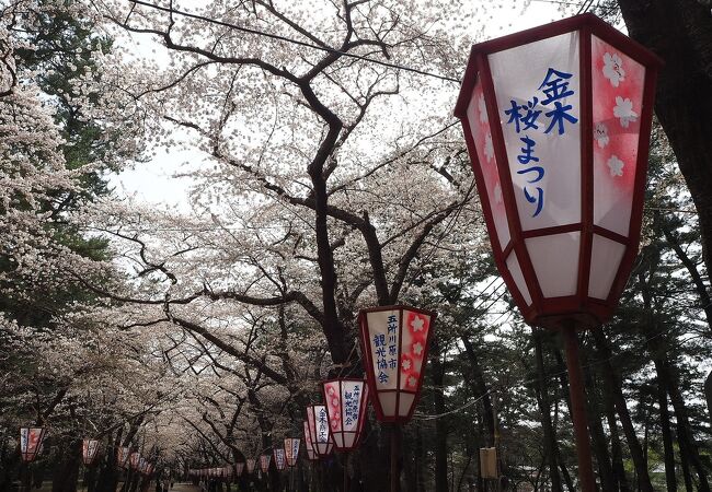 金木桜まつり