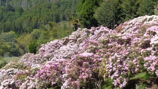 星の花公園より開花が遅めかも