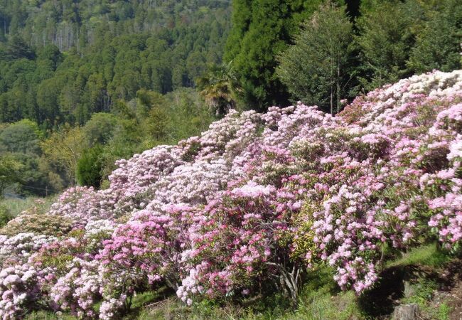 星の花公園より開花が遅めかも