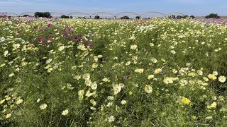 吹上コスモス畑