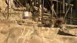 餌やりできます