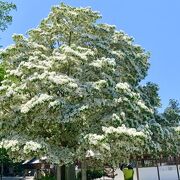 5月は満開の、なんじゃもんじゃの木が見どころです!