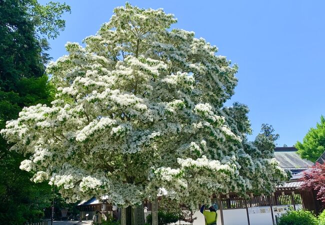 5月は満開の、なんじゃもんじゃの木が見どころです!