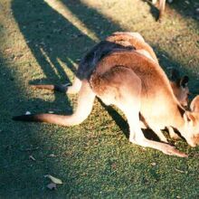 影が伸びたカンガルー